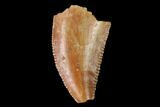 Bargain, Serrated, Raptor Tooth - Real Dinosaur Tooth #163851-1